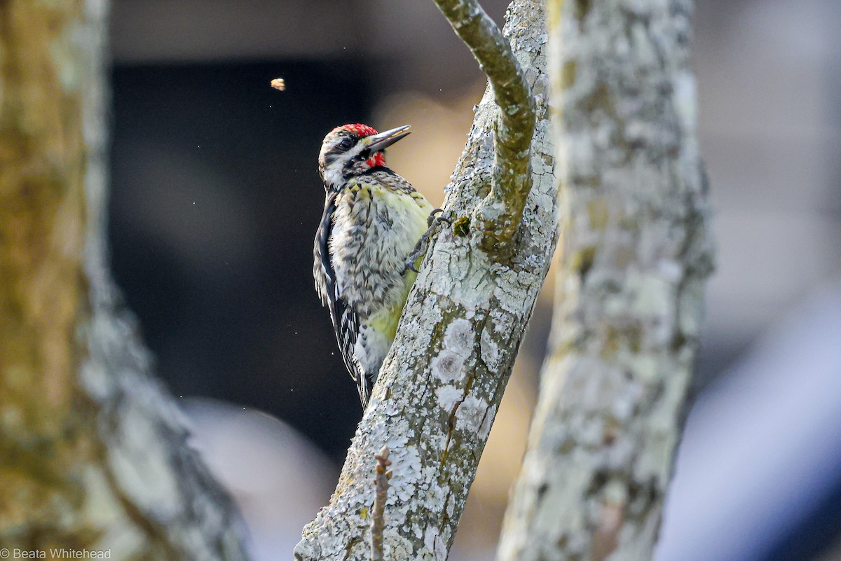 Yellow-bellied Sapsucker - Beata Whitehead