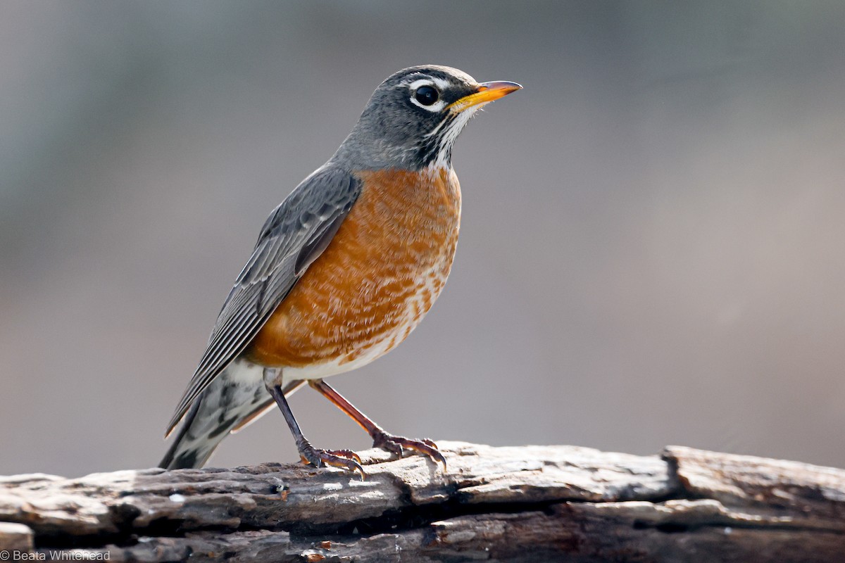 American Robin - ML615176518