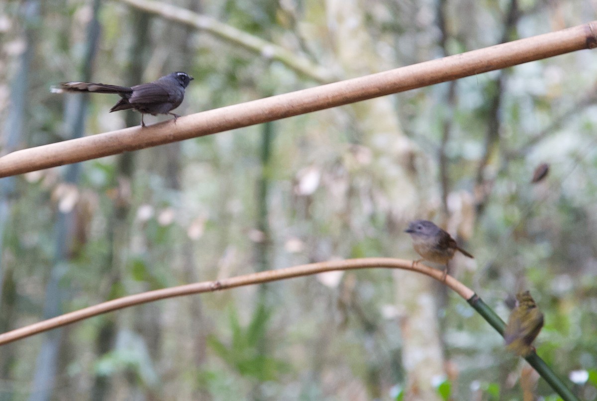 White-throated Fantail - ML615176538