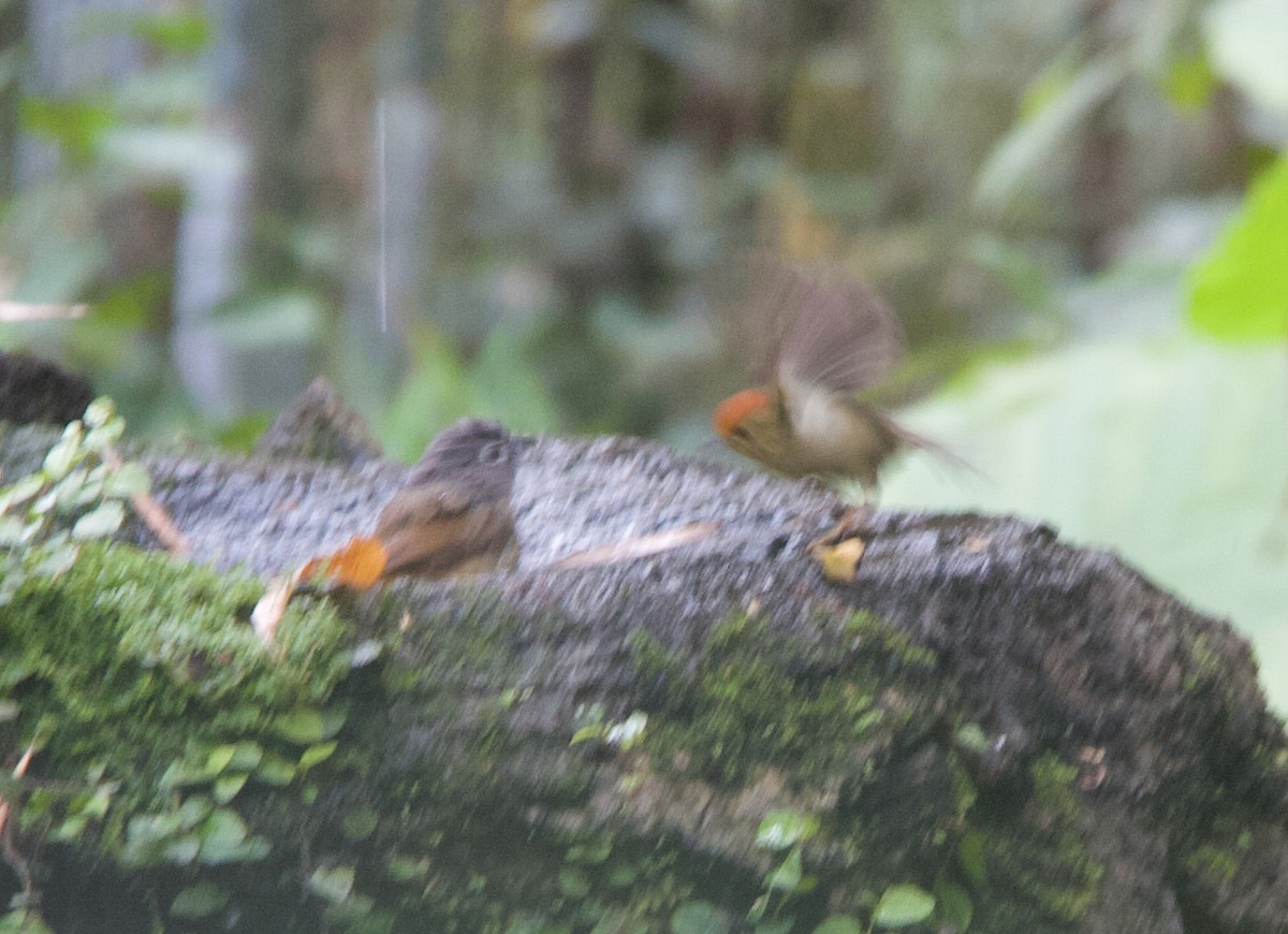 Rufous-capped Babbler - Dora Deng