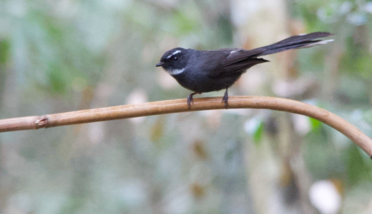 White-throated Fantail - ML615176544