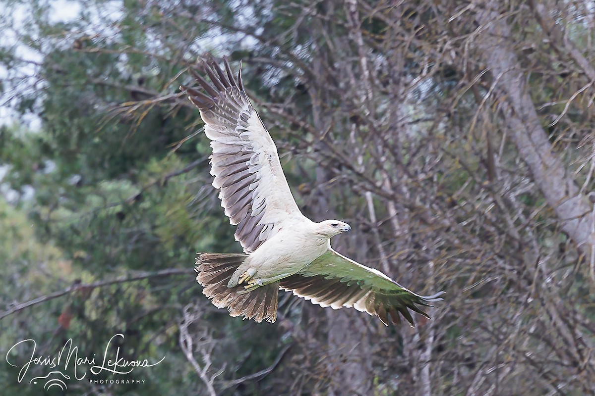 Spanish Eagle - Jesús Mari Lekuona Sánchez