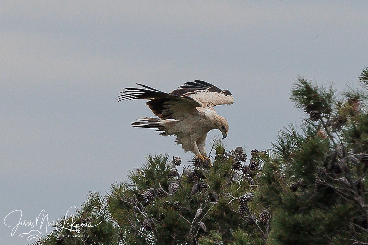 Spanish Eagle - Jesús Mari Lekuona Sánchez