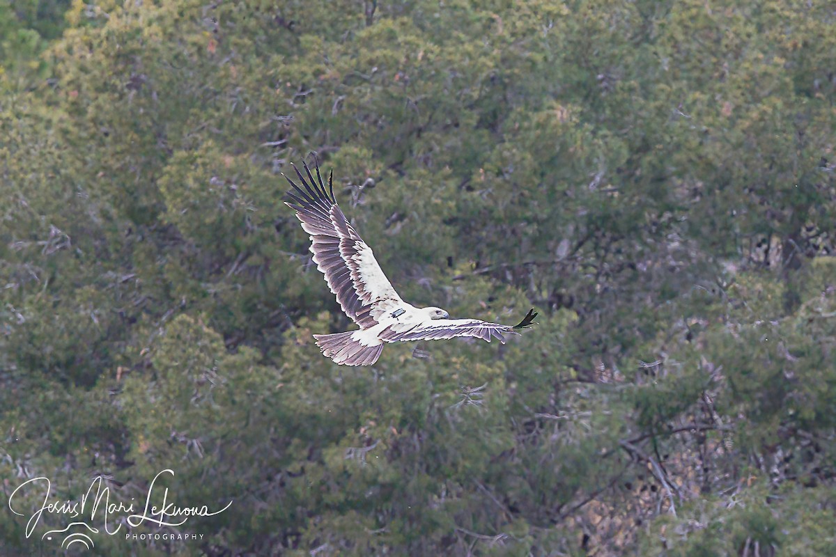 Spanish Eagle - Jesús Mari Lekuona Sánchez