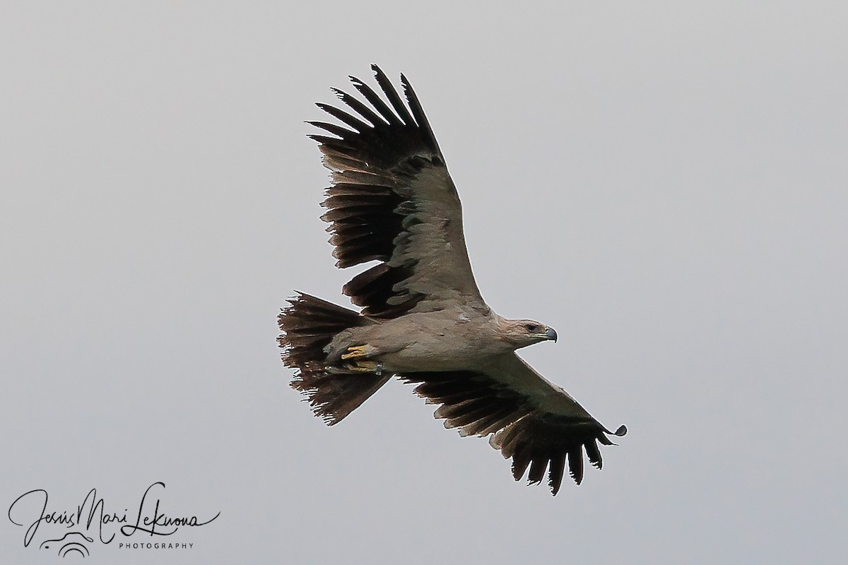 Águila Imperial Ibérica - ML615176565