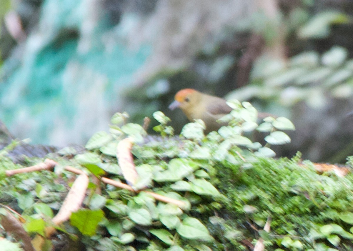 Rufous-capped Babbler - Dora Deng