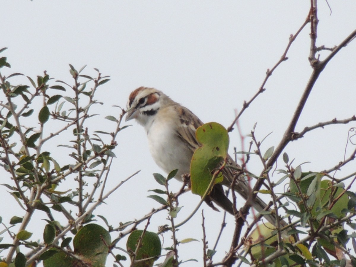 Lark Sparrow - ML615176590