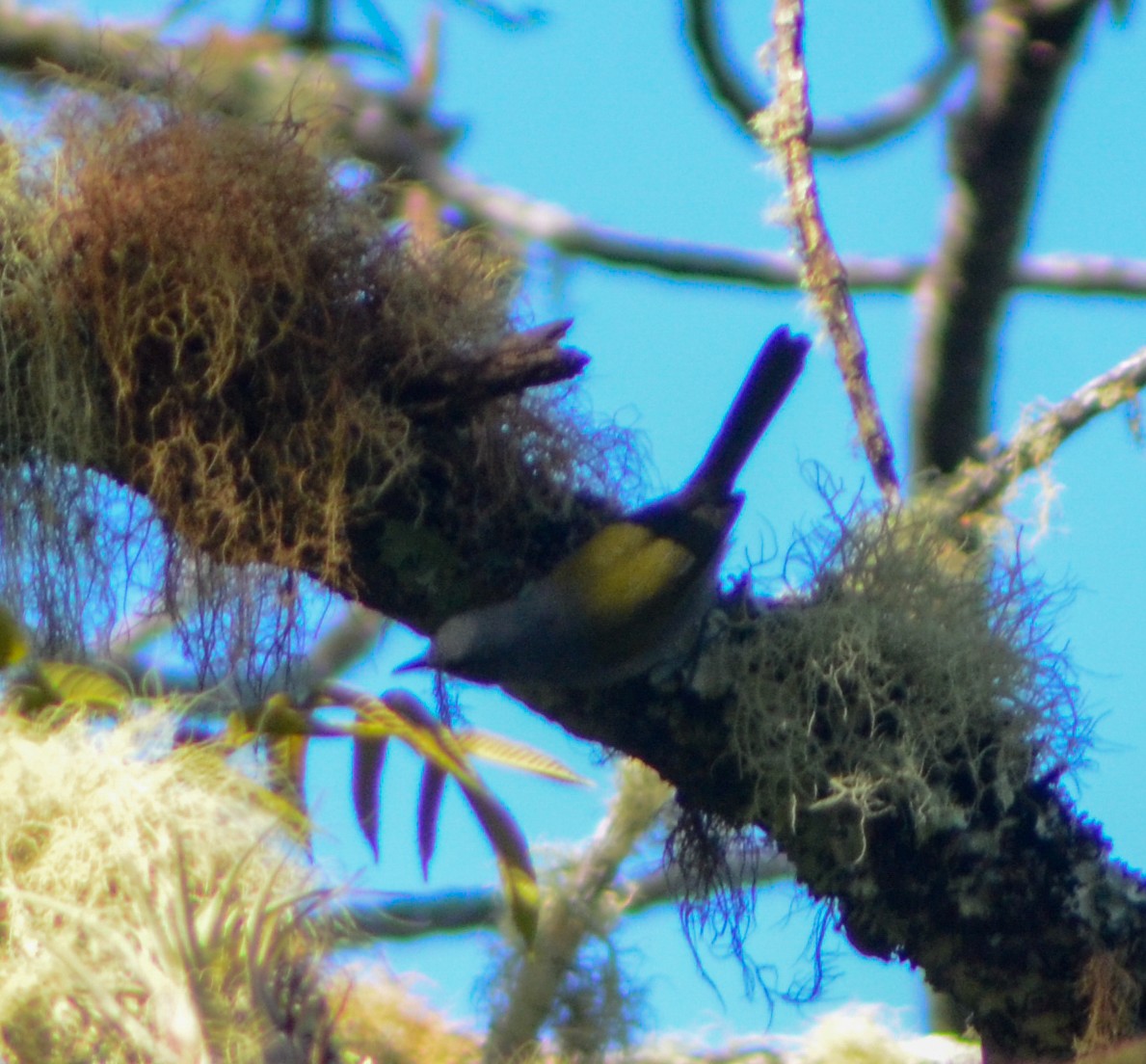 Green-tailed Warbler - ML615176599