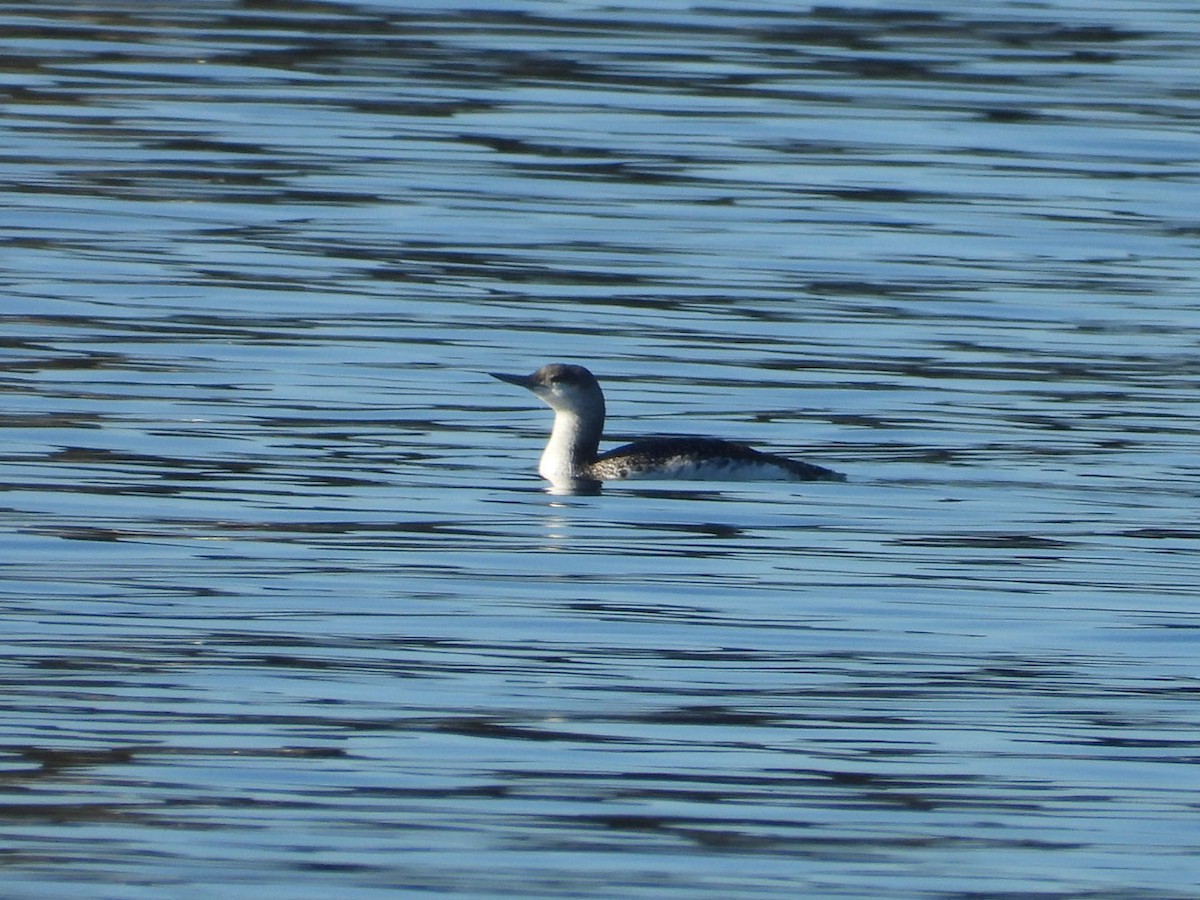 Red-throated Loon - ML615176603