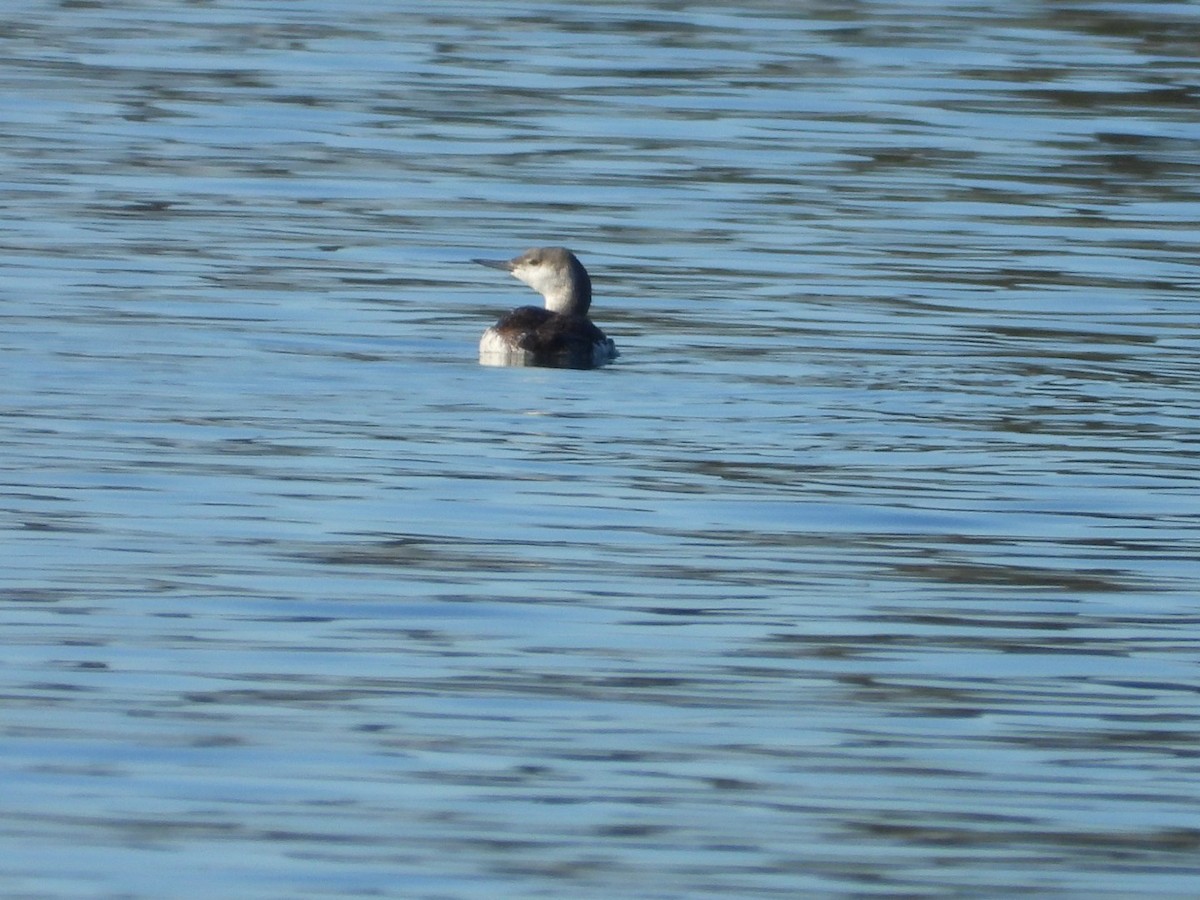Red-throated Loon - ML615176605