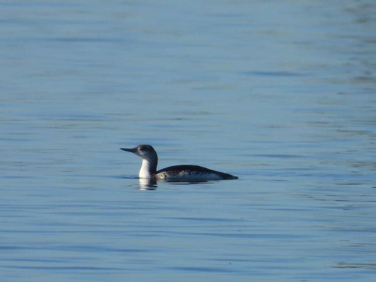 Red-throated Loon - ML615176606