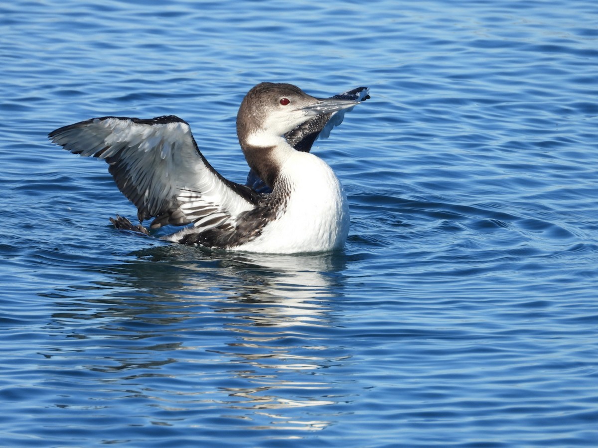 Common Loon - ML615176613