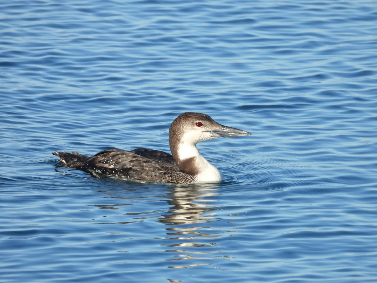 Common Loon - ML615176614