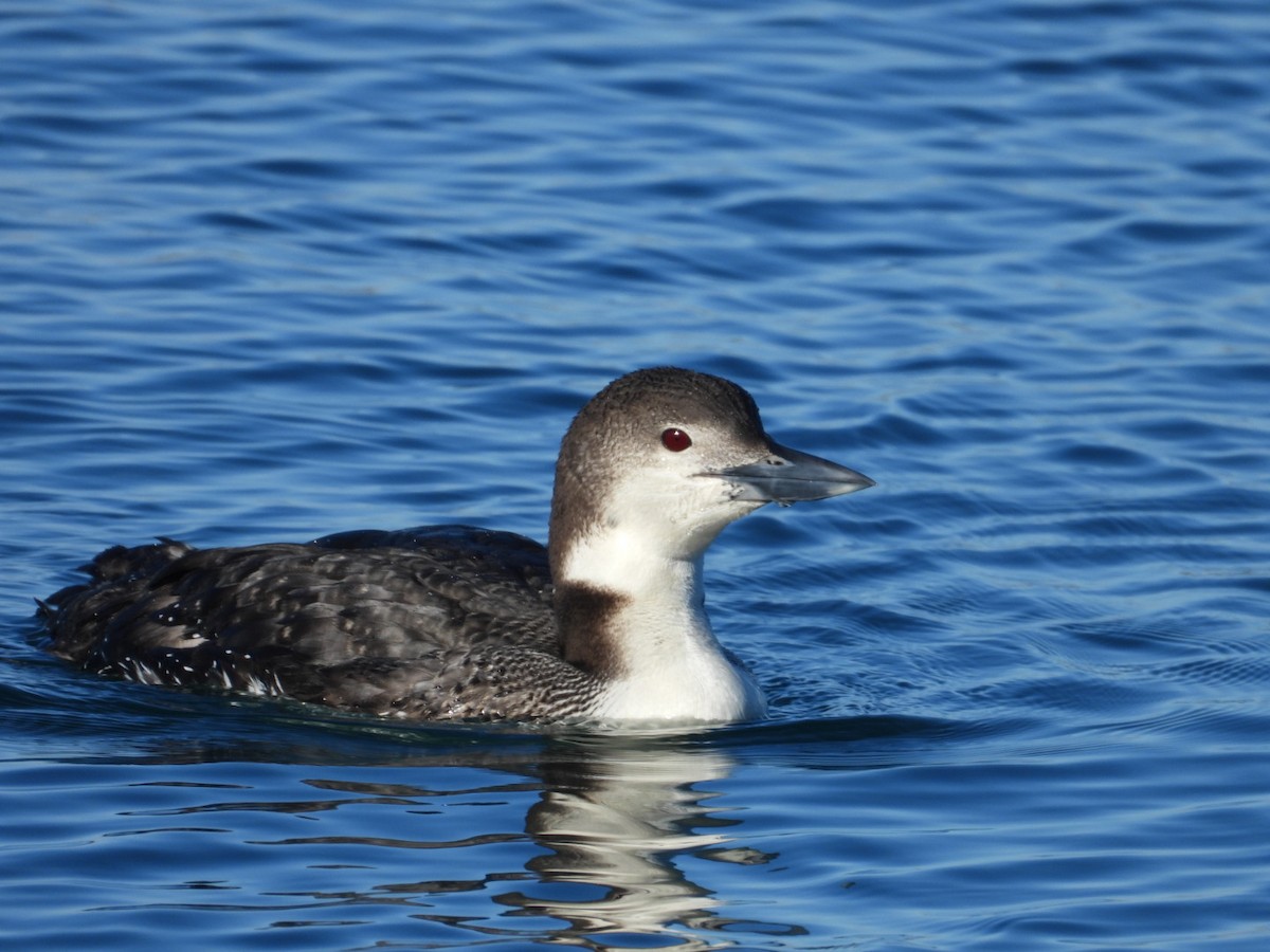 Plongeon huard - ML615176615