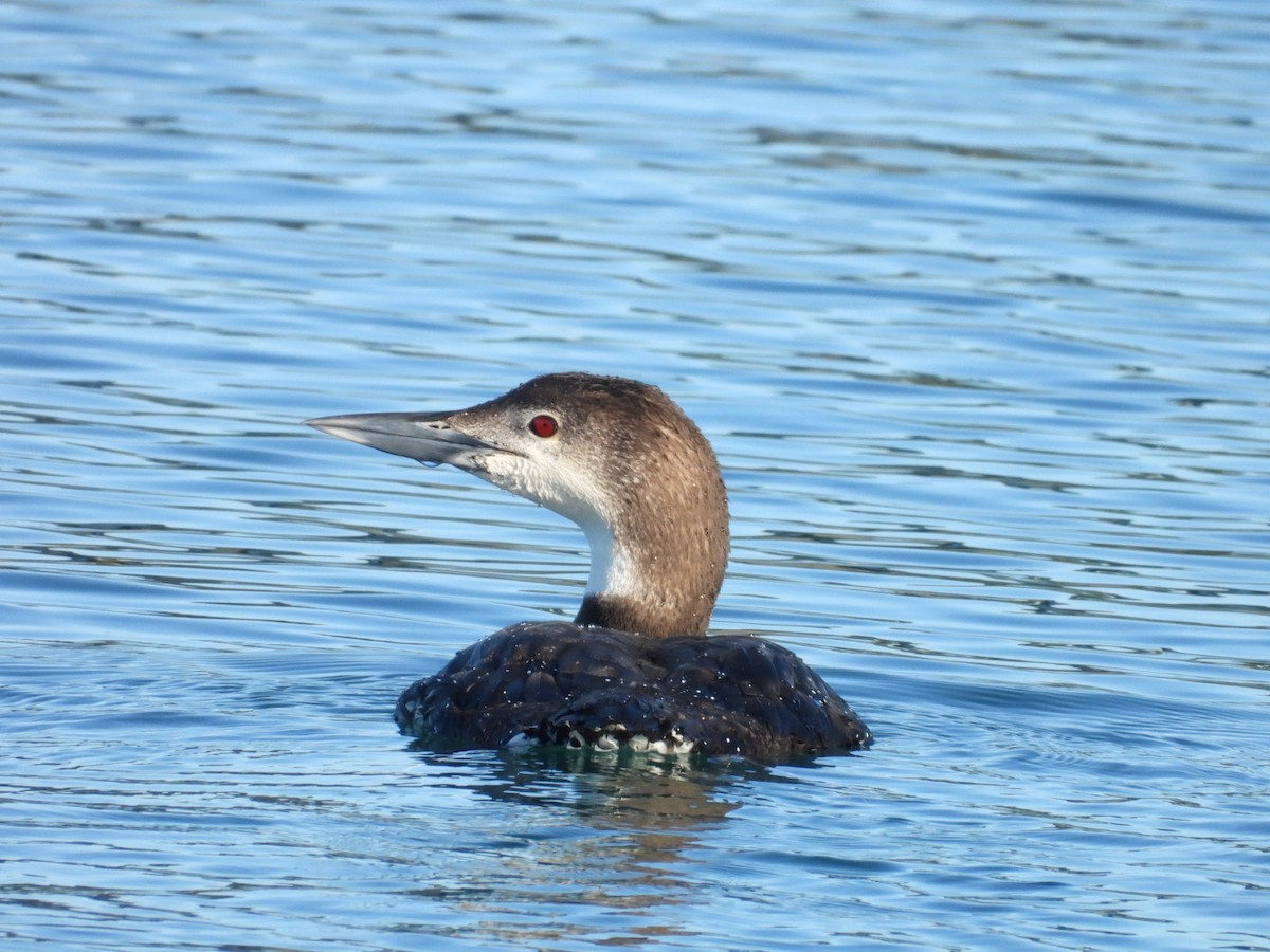 Common Loon - ML615176616