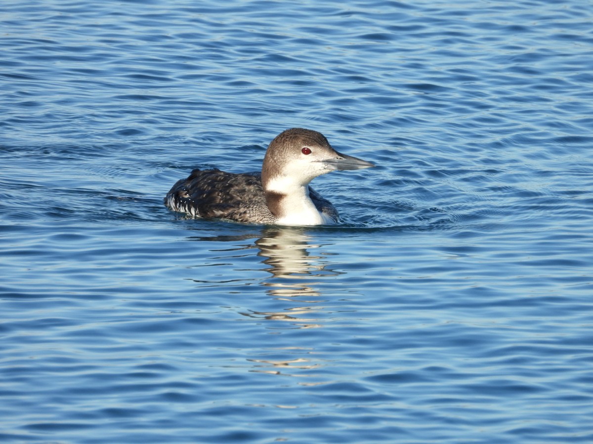 Common Loon - ML615176617