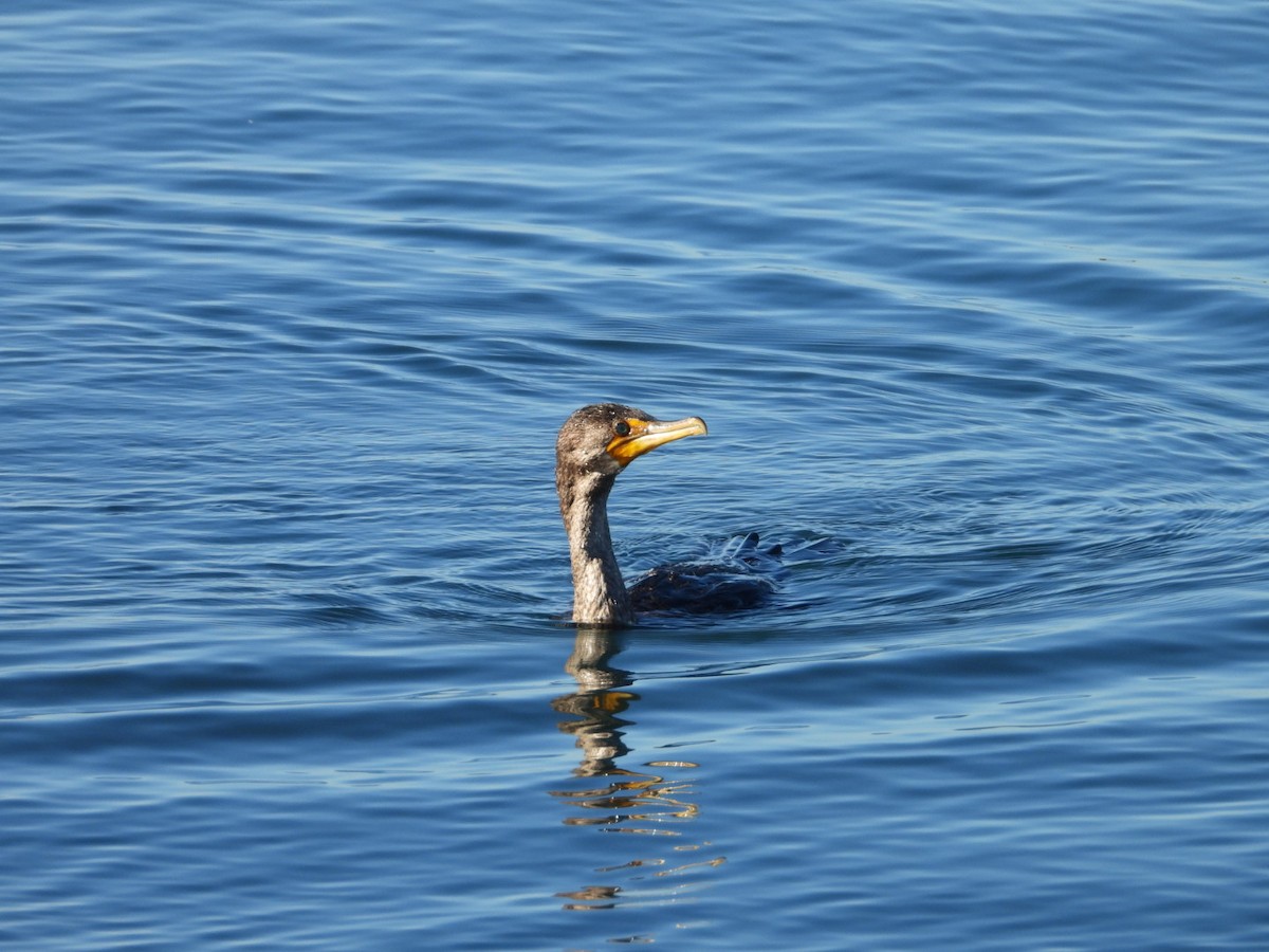 Double-crested Cormorant - ML615176627