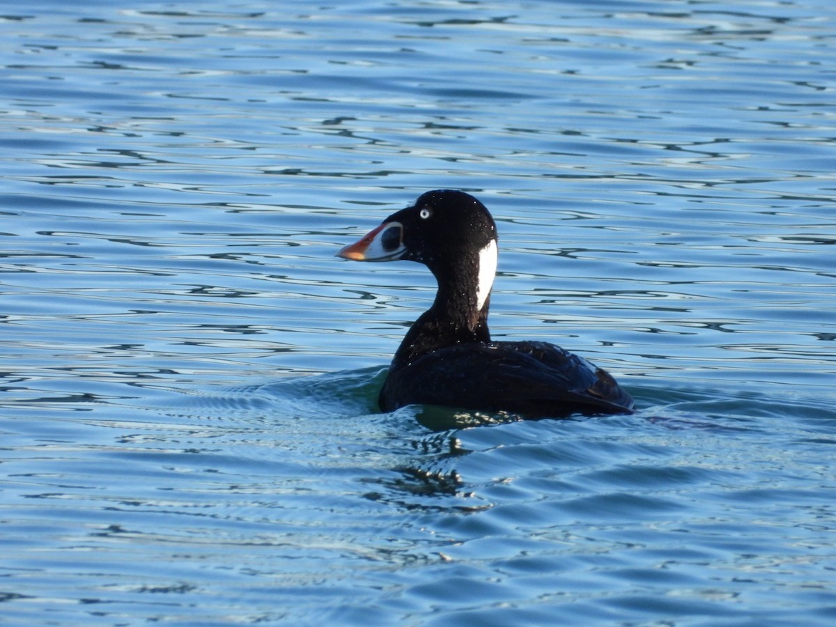 Surf Scoter - Roee Astor