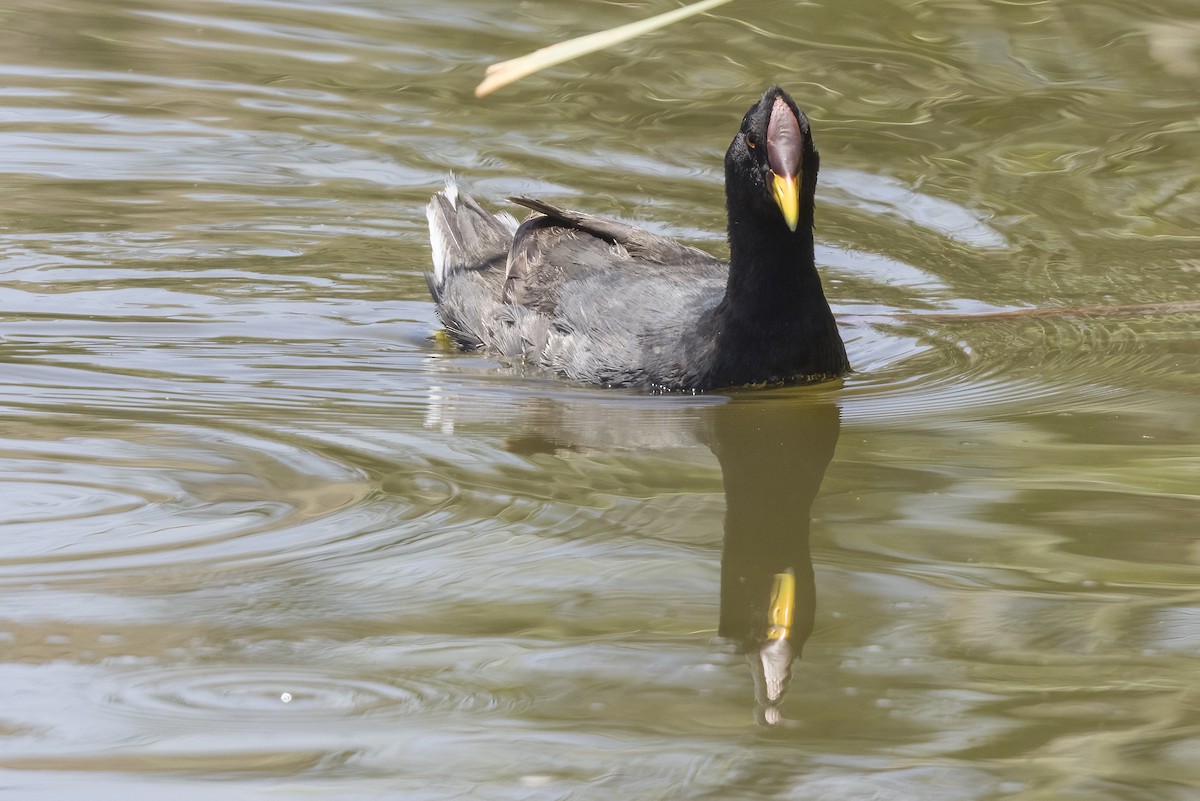 Red-fronted Coot - ML615176650