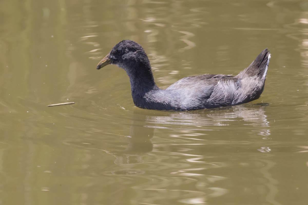 Red-fronted Coot - ML615176651