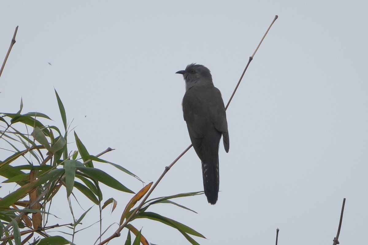 Plaintive Cuckoo - ML615176669