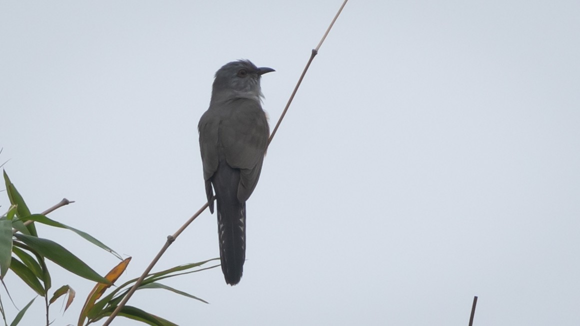 Plaintive Cuckoo - ML615176694