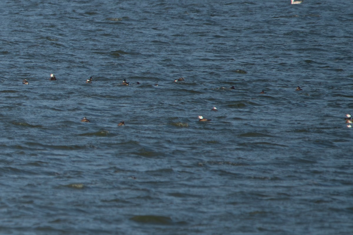 White-headed Duck - ML615176699