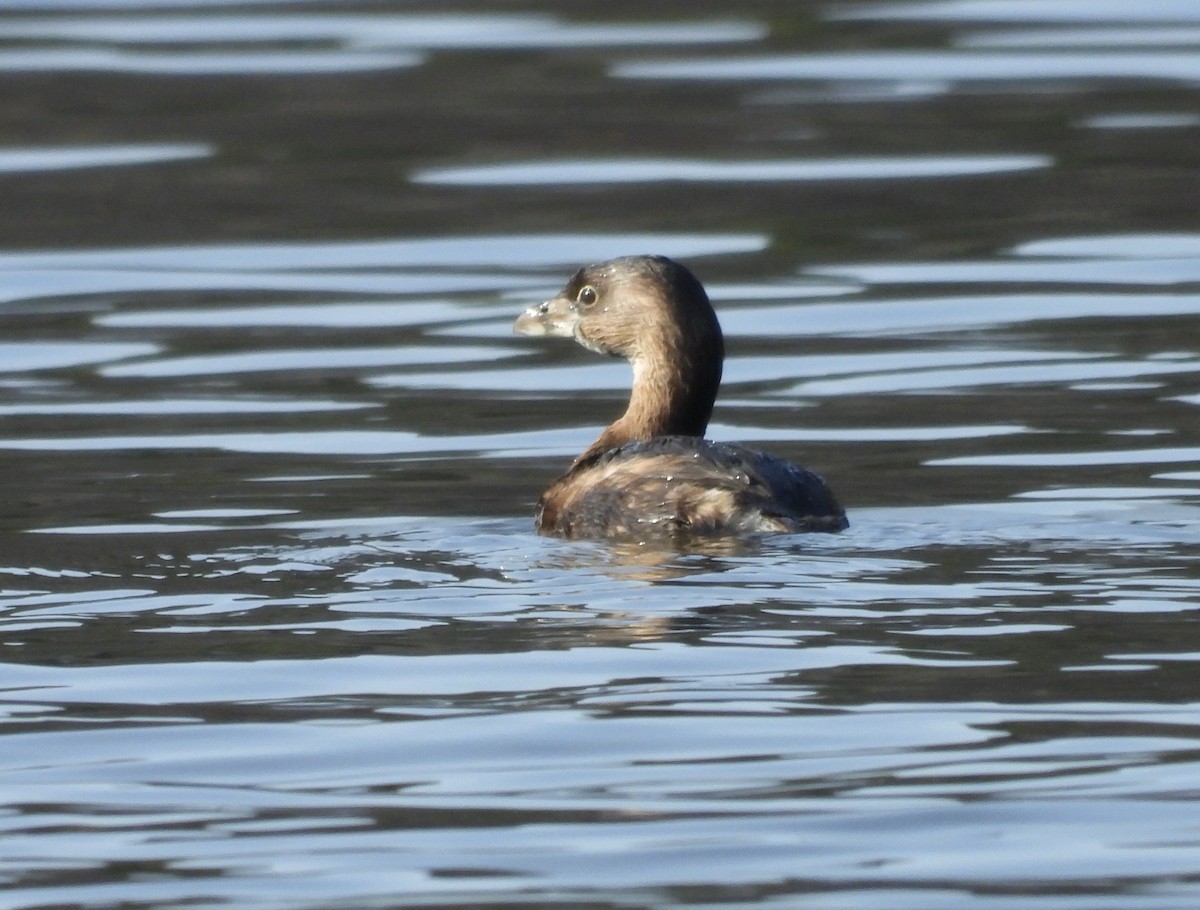 Pied-billed Grebe - ML615176714