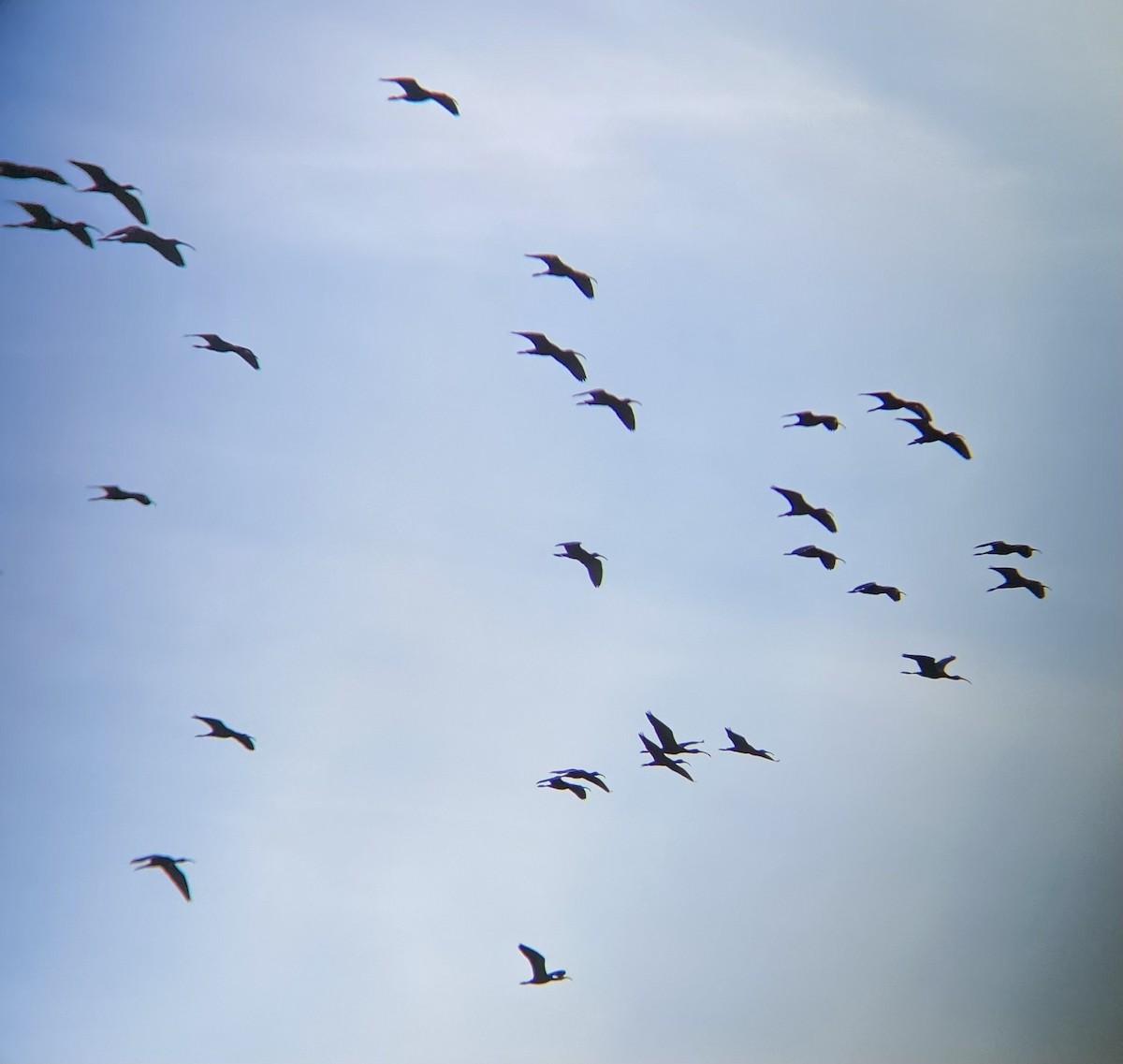 White-faced Ibis - Tristan McKnight