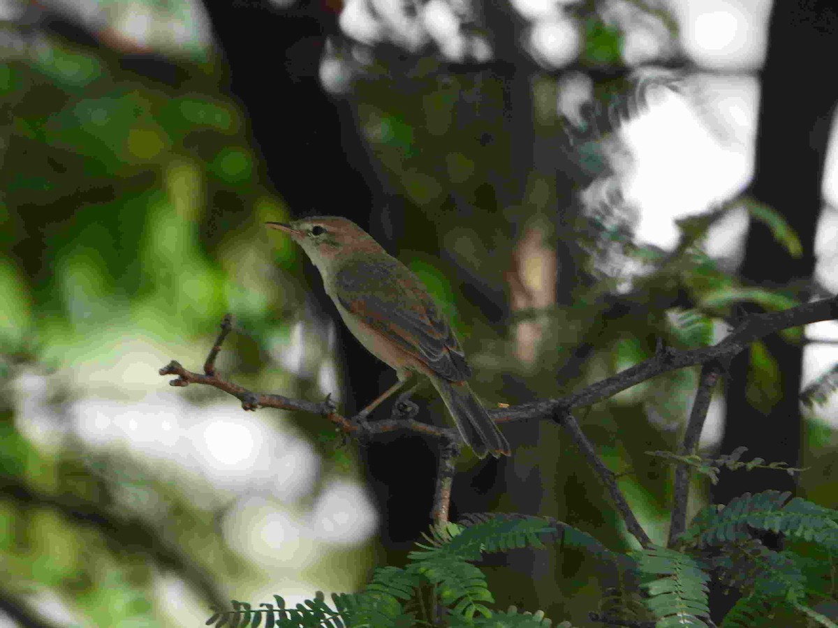 Clamorous Reed Warbler - ML615176725