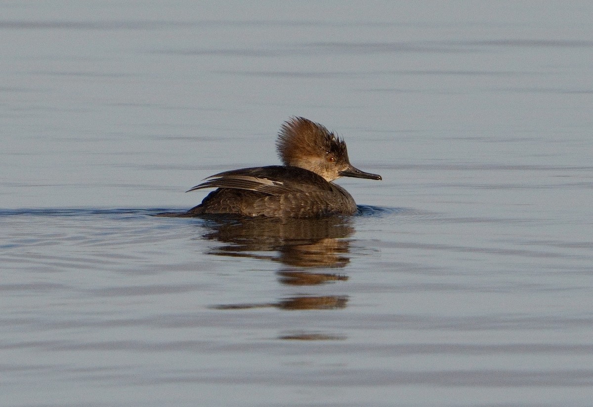 Hooded Merganser - ML615176738