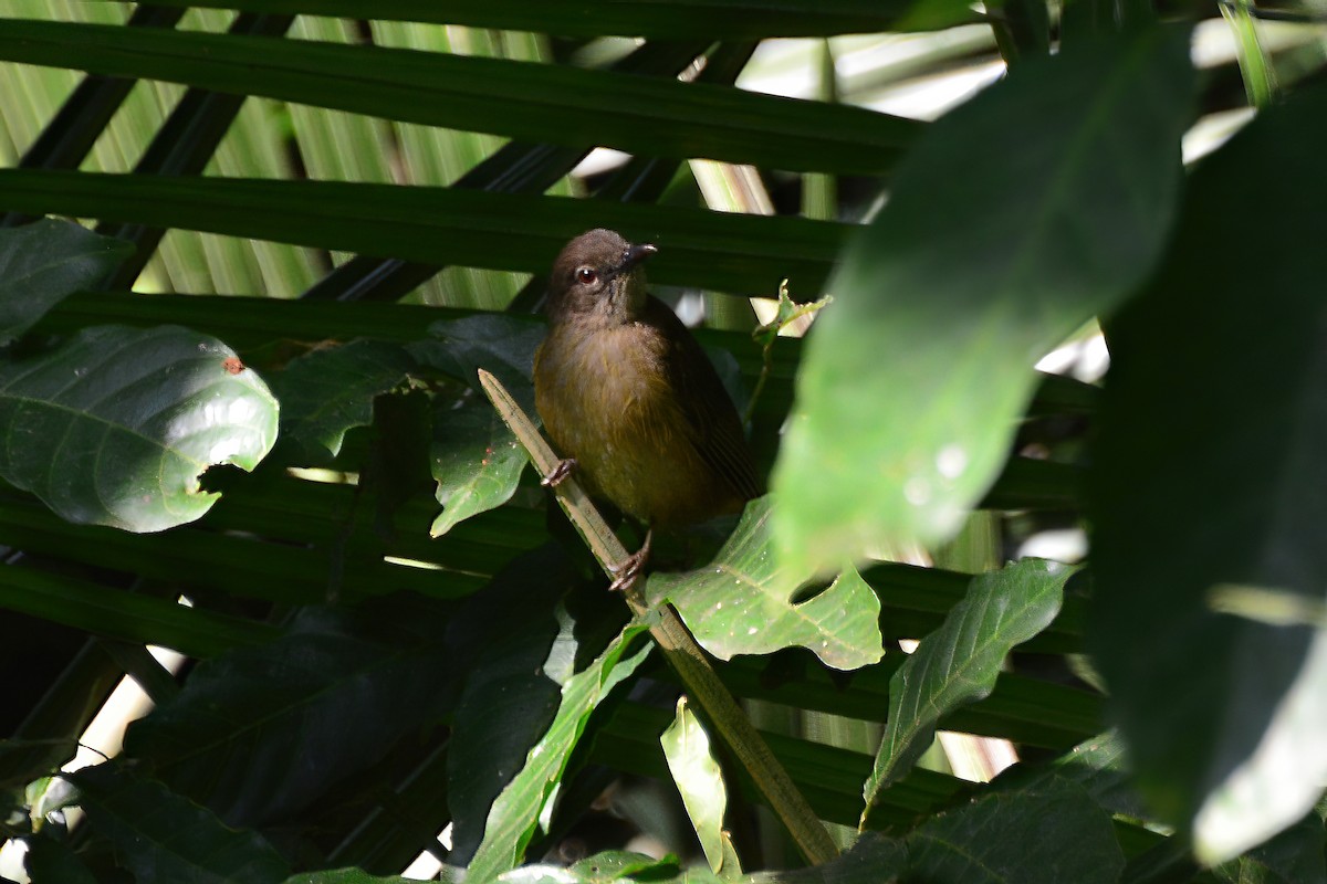 Bulbul du Toro - ML615176740