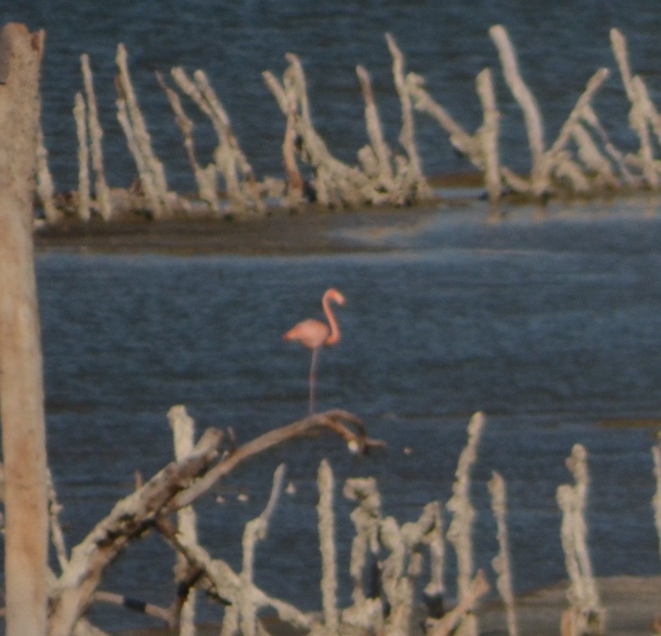 American Flamingo - Jared Emmack