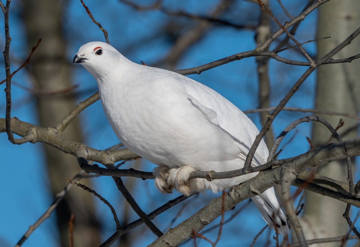 Willow Ptarmigan - Annie Lavoie