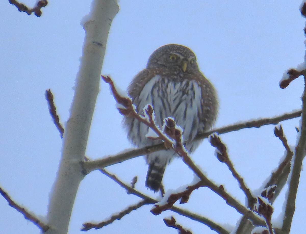 Northern Pygmy-Owl - Kathy Criddle