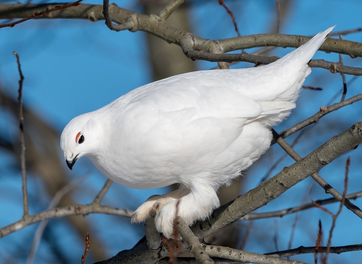 Willow Ptarmigan - Annie Lavoie