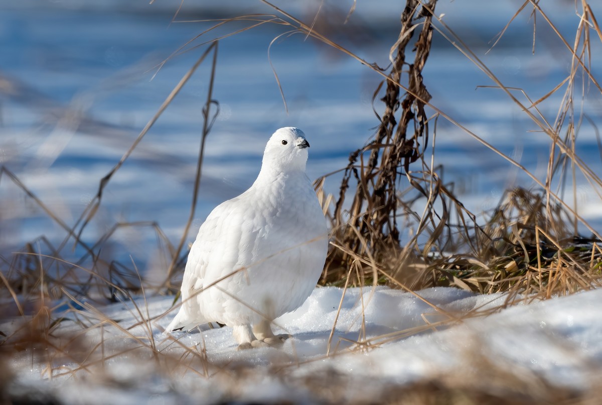 Willow Ptarmigan - Annie Lavoie