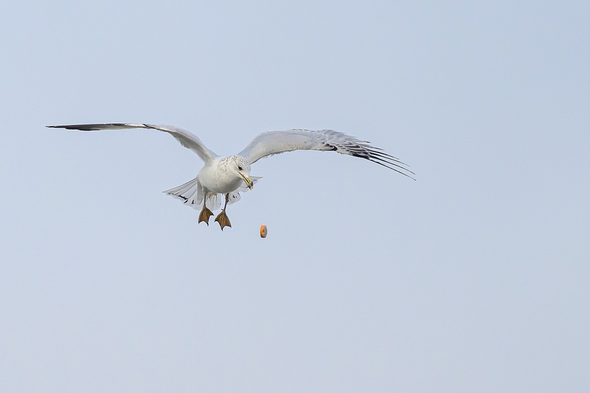 Ring-billed Gull - Deborah Bifulco