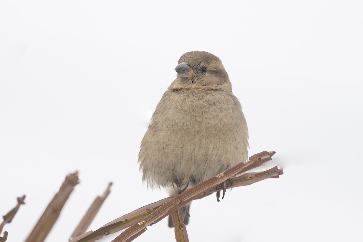 House Sparrow - Deborah Bifulco