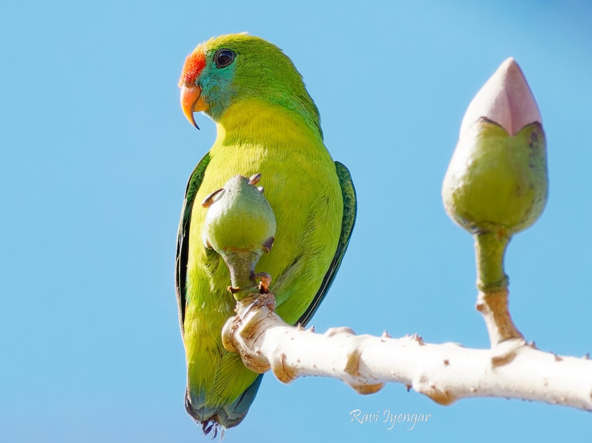 Philippine Hanging-Parrot - ML615176882