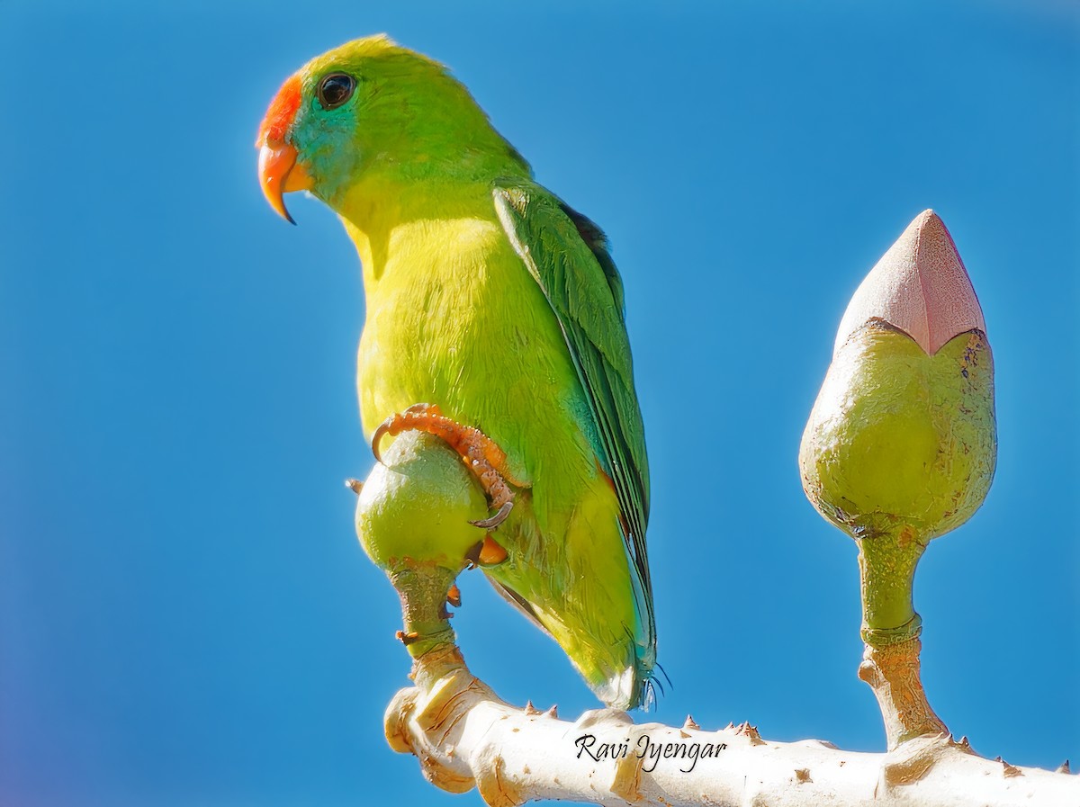 Philippine Hanging-Parrot - ML615176885