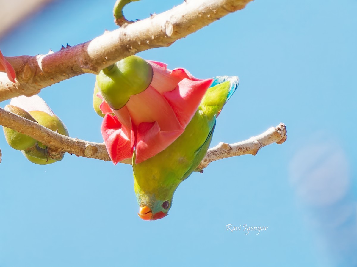 Philippine Hanging-Parrot - ML615176886