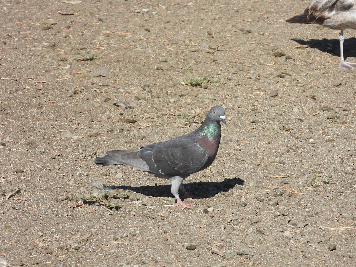 Rock Pigeon (Feral Pigeon) - ML615176893