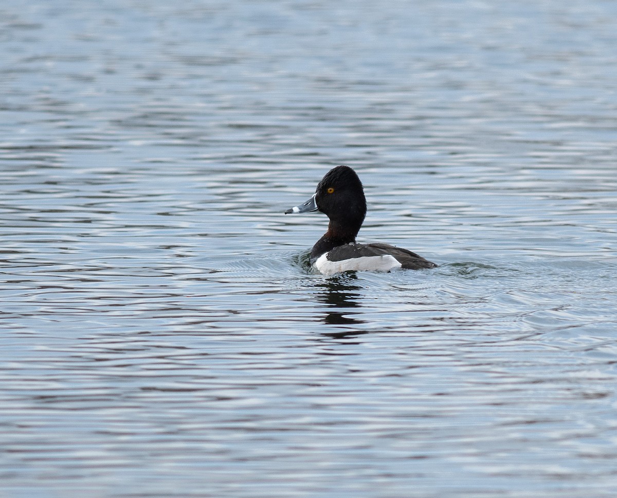 Ring-necked Duck - ML615176936