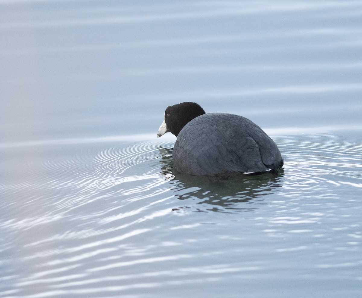 American Coot - ML615176964