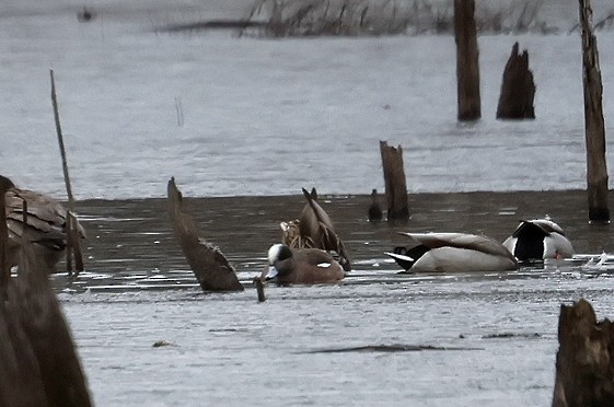 American Wigeon - ML615176971