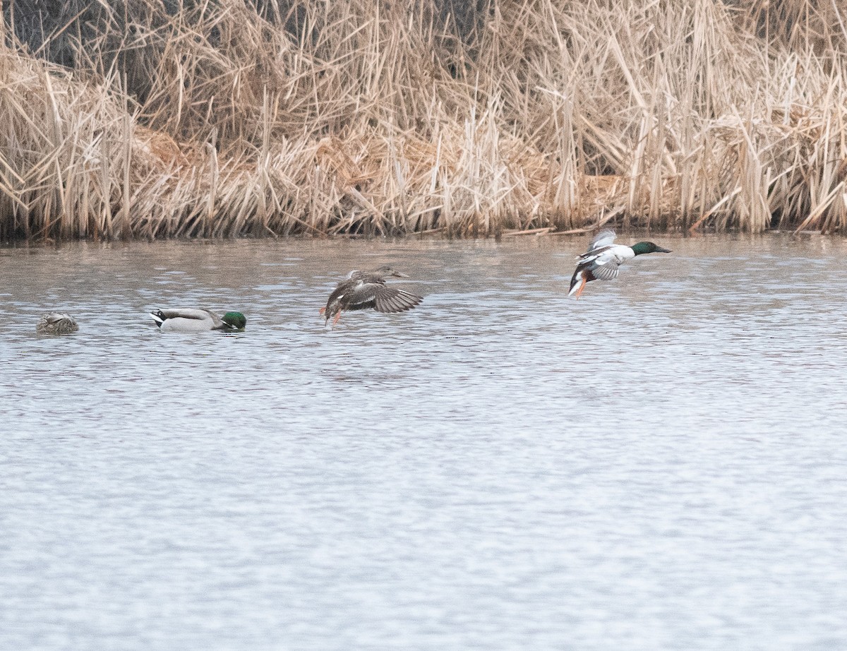 Northern Shoveler - ML615177000