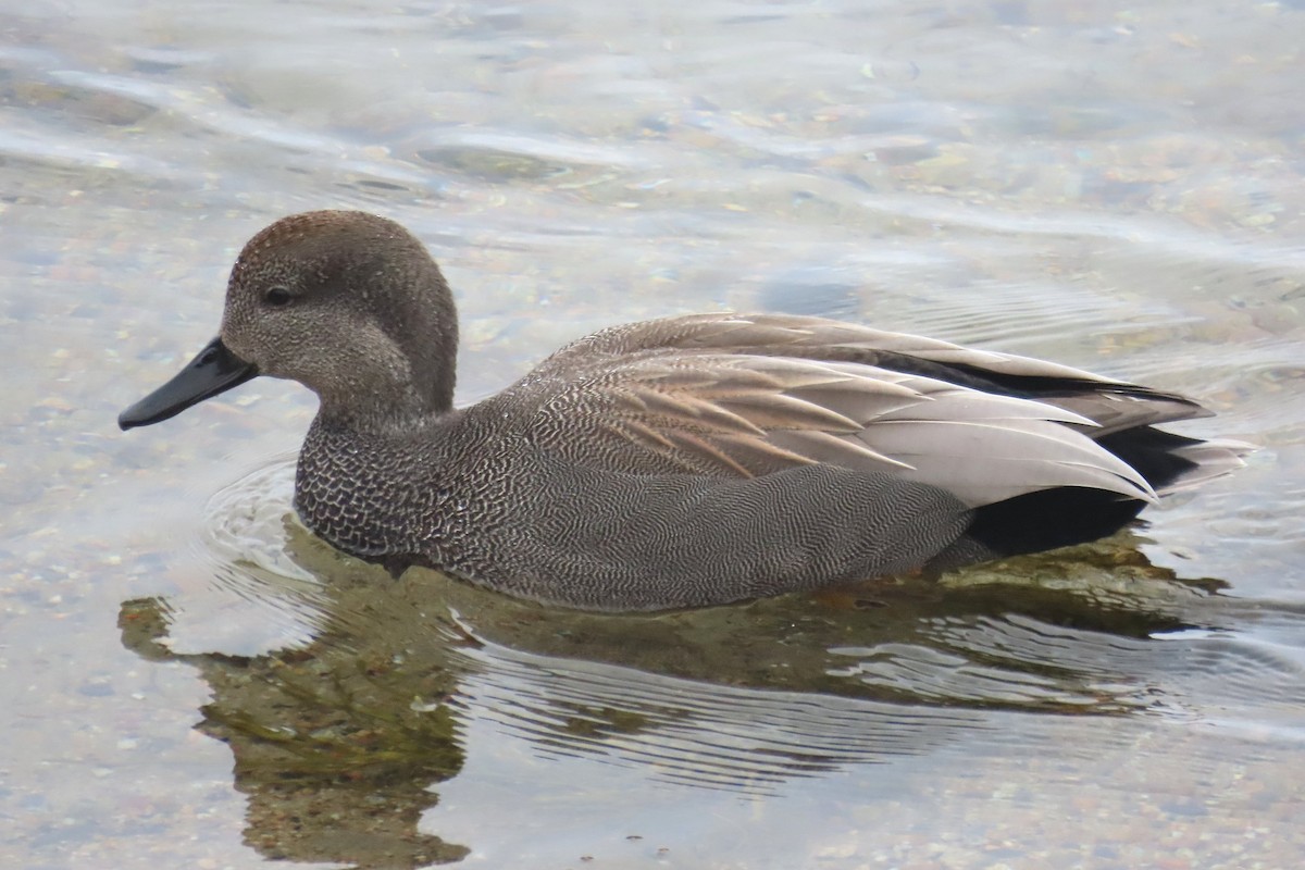 Gadwall - Robert Keereweer