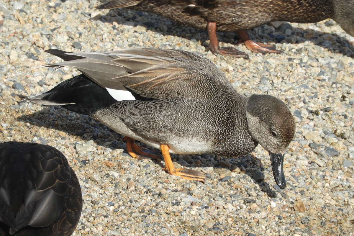 Gadwall - ML615177026