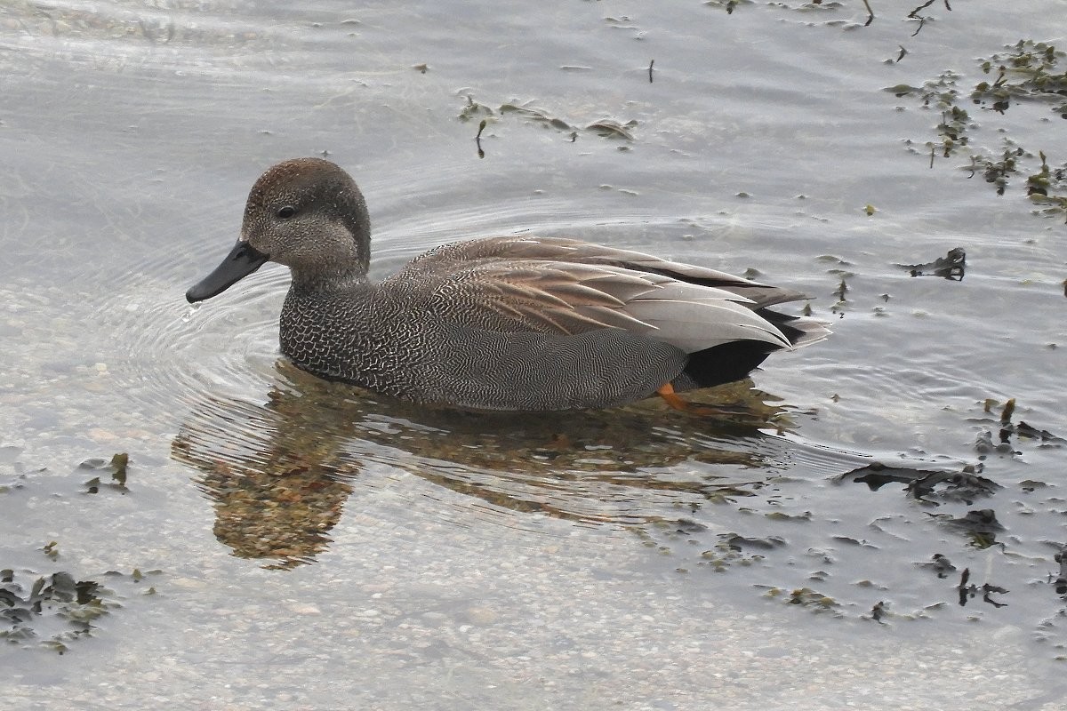 Gadwall - ML615177052